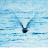 Fukui, Ryo - Mellow Dream - LP