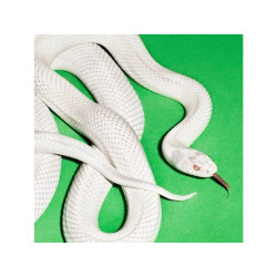 Deftones - Private Music - LP