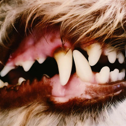 Lucius - Lucius - LP (Sugar Rush Vinyl)